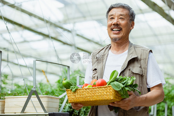 收获蔬菜的农民图片