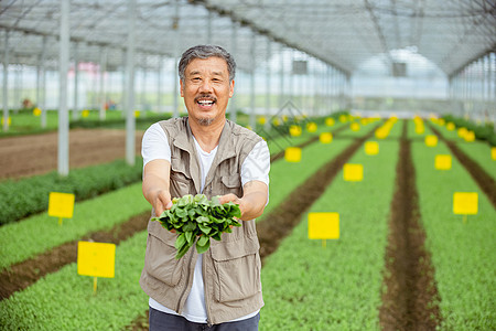 有机农业农民收获蔬菜背景