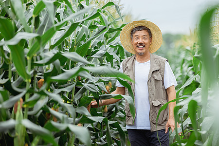 种植玉米的农民形象图片