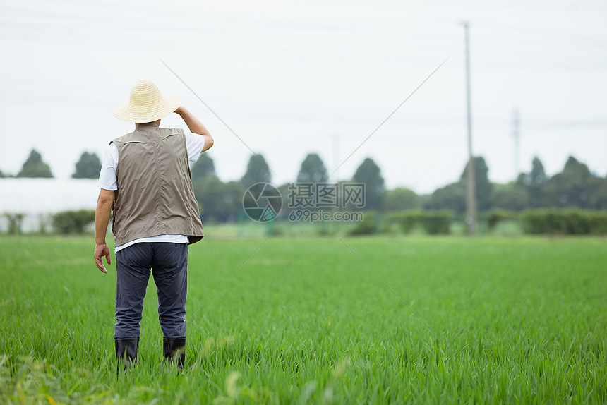 站在稻田里的农民背影图片