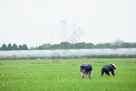 土地日农民站在稻田里播种插秧背景