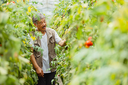 大棚蔬果农民观察种植蔬果背景