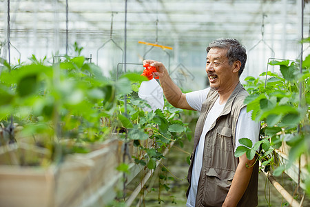 农民使用喷壶给蔬菜浇水背景图片