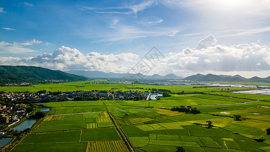 绿油油稻田航拍绿油油的稻田背景