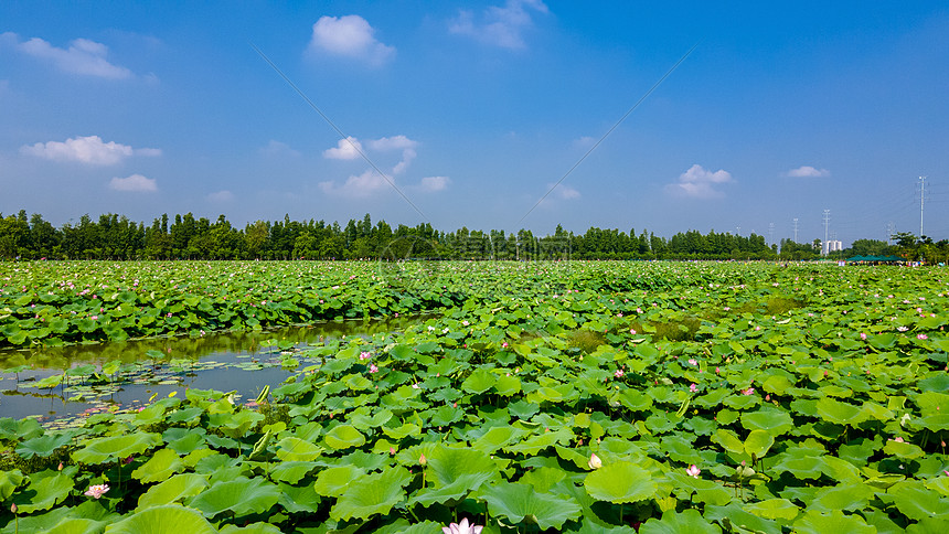 荷花池全景图片