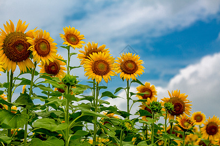 夏天向日葵图片 夏天向日葵素材 夏天向日葵高清图片 摄图网图片下载