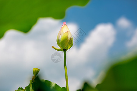 夏日荷花背景图片