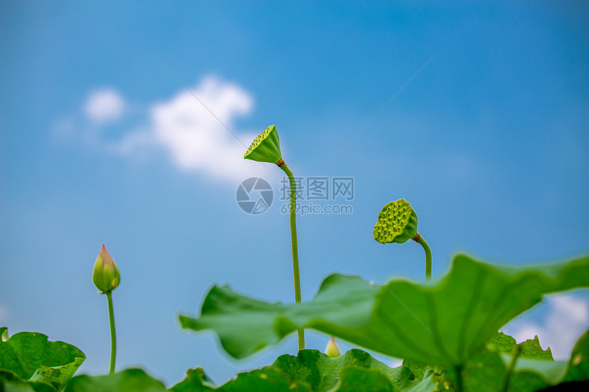 荷花莲蓬图片