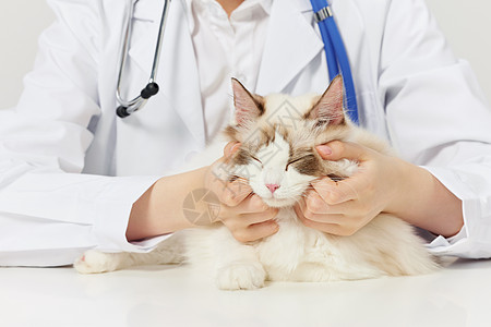 女性宠物医生给布偶猫咪体检特写背景