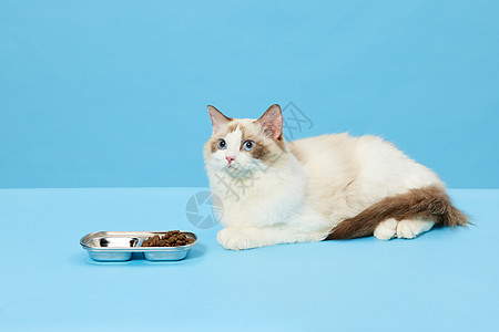 宠物布偶猫吃猫粮背景图片