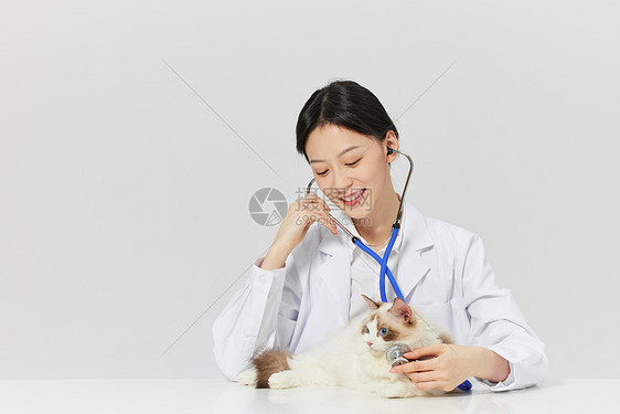 宠物医生拿听诊器给宠物猫体检图片