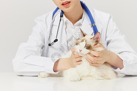宠物医生给宠物猫咪体检特写图片