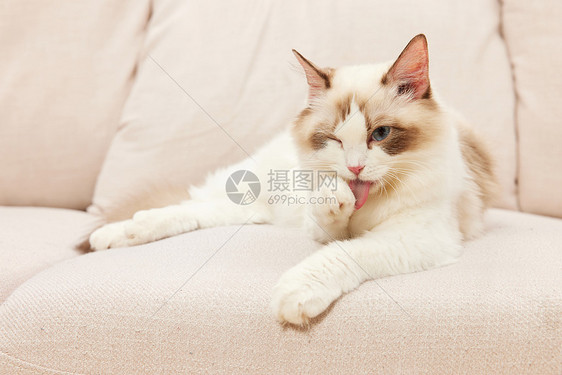 趴在沙发上的萌宠猫咪布偶猫图片