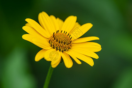 日光菊背景图片
