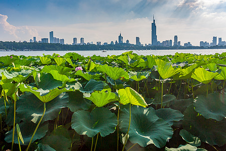 玄武湖风光国家4A级景区江苏南京玄武湖背景