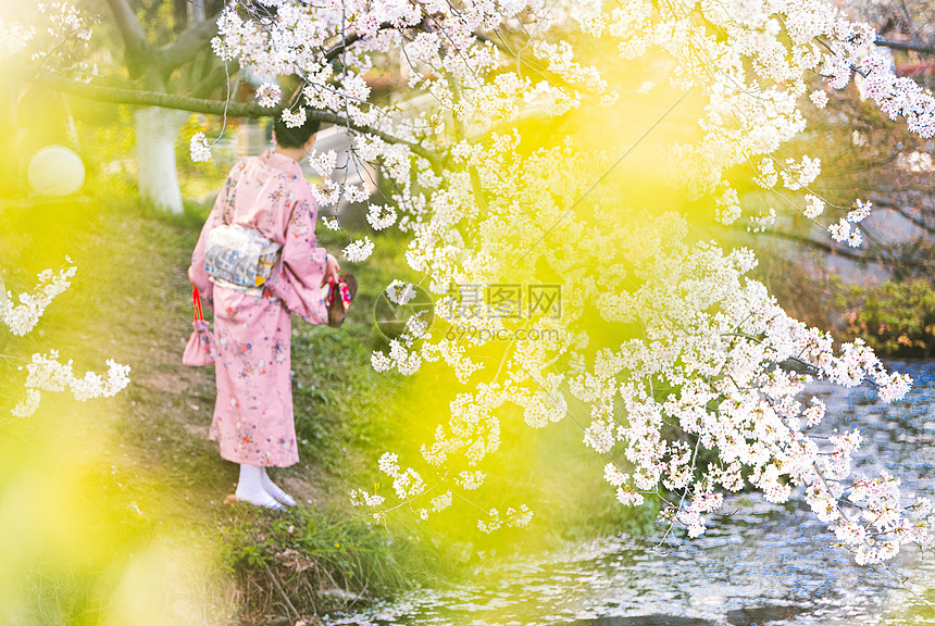 唯美樱花下的女孩背影图片