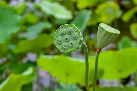 水墨画荷花莲藕背景