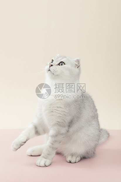 小清新猫咪可爱宠物银渐层短毛猫图片