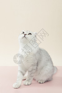 英国短毛猫图片