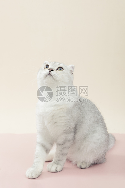 小清新猫咪可爱宠物银渐层短毛猫图片