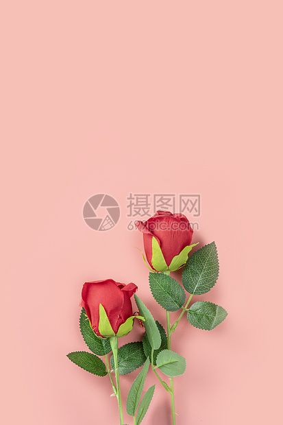 桌上摆拍的玫瑰花背景素材高清图片下载 正版图片 摄图网 桌上摆拍的玫瑰花背景素材高清图片下载 正版图片 摄图网