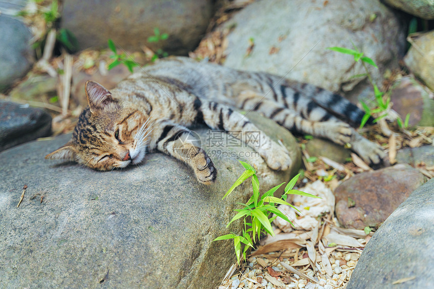 ‘~夏天在石头上睡觉的小猫咪  ~’ 的图片