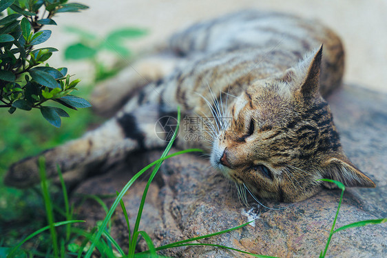 夏天在石头上睡觉的小猫咪图片