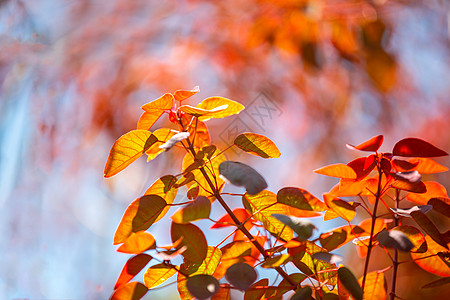 秋天的红叶背景图片 秋天的红叶背景素材 秋天的红叶底图 摄图网