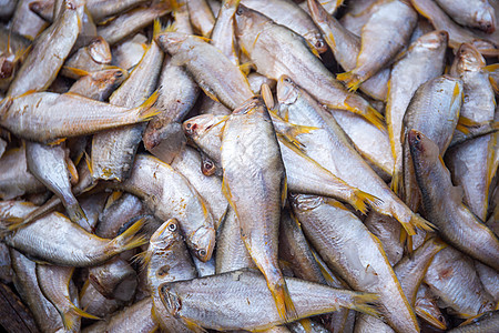 黄姑子鱼海鲜黄铜高清图片