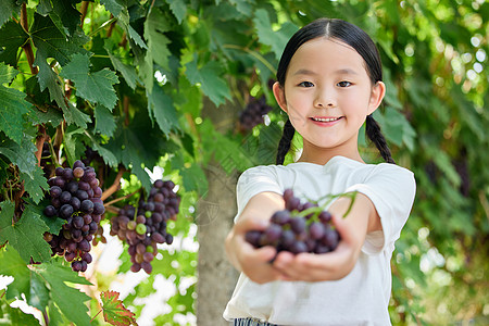 小女孩在果园里采摘葡萄图片