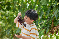 小男孩在果园采摘葡萄图片