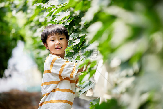 采摘葡萄的小男孩图片