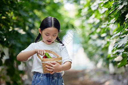 在果园拿着水果篮的小女孩图片