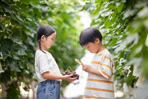 小朋友在果园观察葡萄图片