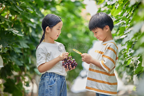 小朋友在果园观察葡萄图片