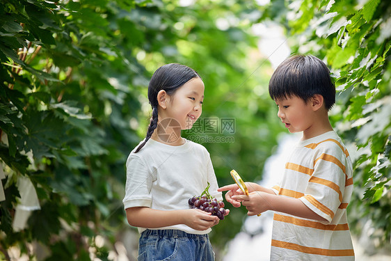 小朋友在果园观察葡萄图片