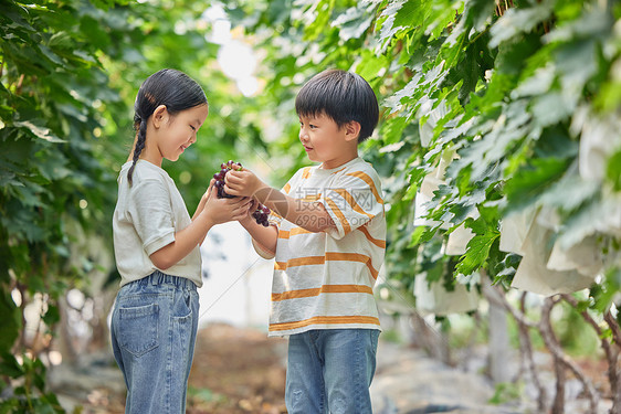 小朋友在果园采摘葡萄图片