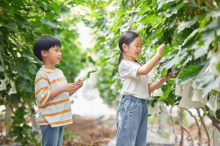 小朋友在果园采摘葡萄图片