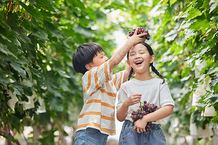 葡萄采摘小朋友在果园采摘葡萄背景