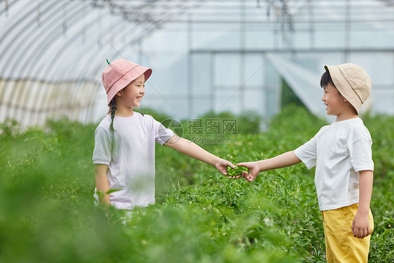 儿童在蔬菜大棚采摘青椒图片