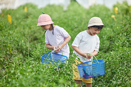 儿童在蔬菜大棚采摘青椒图片