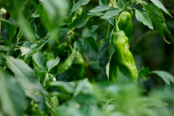 植物蔬菜青椒图片