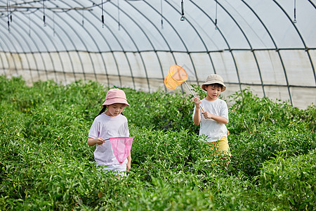 蔬菜大棚里采摘青椒的小朋友图片