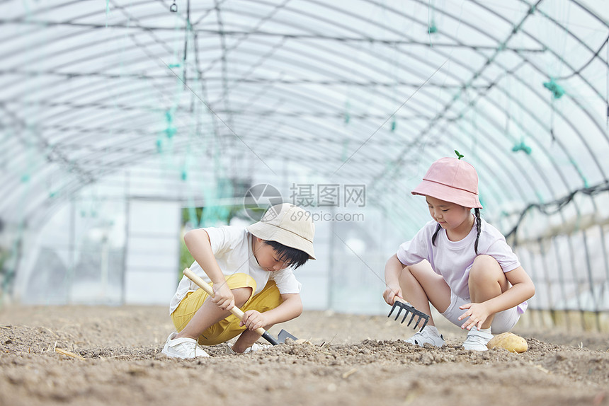 小朋友在蔬菜大棚挖土豆图片