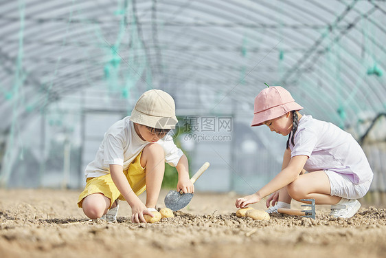 小朋友在蔬菜大棚挖土豆图片