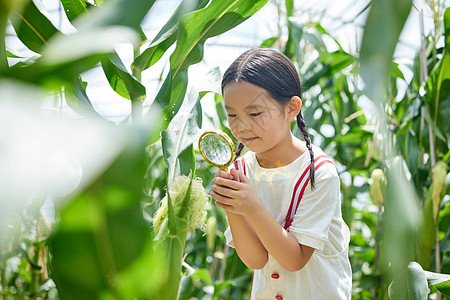 在蔬菜大棚观察玉米的小女孩图片