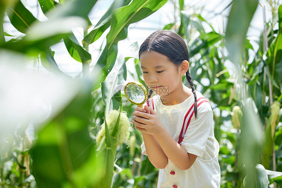 在蔬菜大棚观察玉米的小女孩图片