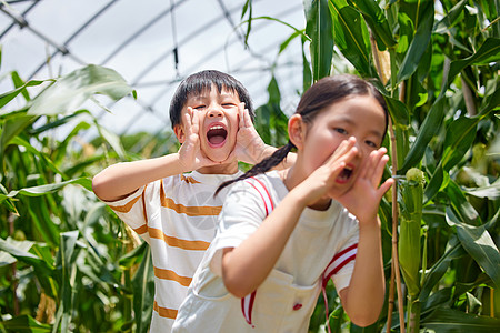 在农业大棚玉米地里的小孩开心呐喊图片