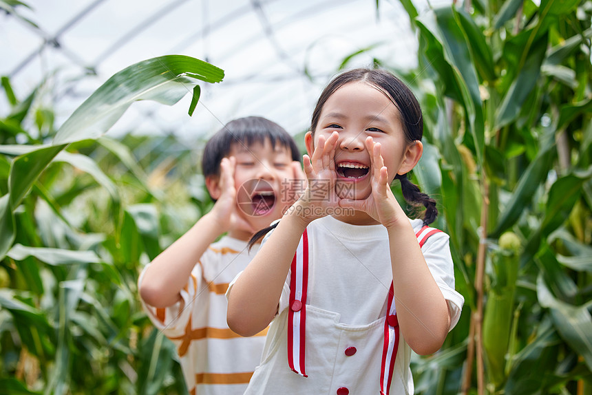 在农业大棚玉米地里的小孩开心呐喊图片