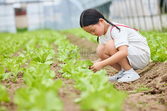 蹲下观察蔬菜的小女孩图片